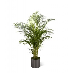 Areca grande